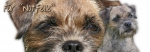 Spardose Border Terrier